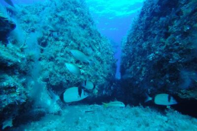90-Minutes Glass Bottom Trip With Quick Dip