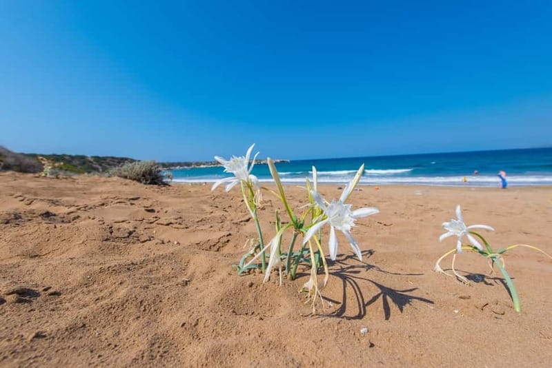 Akamas Jeep Safari Tour from Paphos - Guide quality, group size, and timing