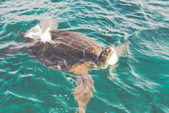 Atlantis Turtle Watching Cruise & Snorkelling Adventure - Returning to Paphos as the sun goes down