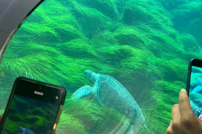 Atlantis Turtle Watching Cruise & Snorkelling Adventure - How much value do you get for $42.24?