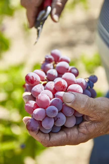 Authentic Cyprus with an Romanian-speaking Guide - Who should book this experience