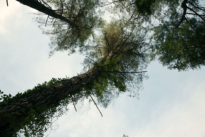 Beauty, Nature and Charm of Troodos Mountains from Paphos - Mountain views above the pine forests