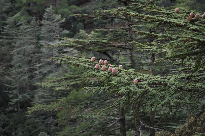 Beauty, Nature and Charm of Troodos Mountains from Paphos - Walking to Millomeris Waterfall