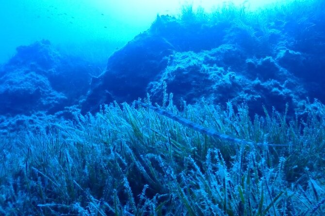 Beginners Discover Scuba Diving By Boat, Best Spot In Cyprus - Who will get the most from this outing