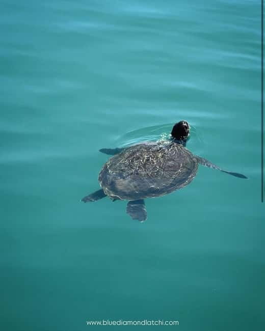 Blue Lagoon Cruise: Waterslide Adventure from Latchi Harbour - St. George Island, Plaji Bay, and Manolis Sea Caves