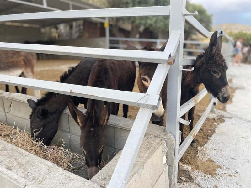 Cypriot Traditions and Donkey Adventures - A 30-minute farm tour with old olive trees and donkeys