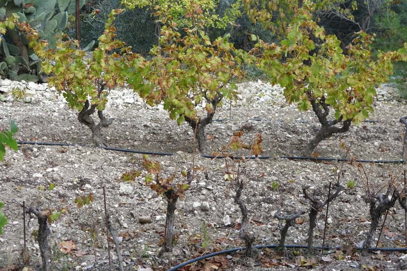 Cyprus: Troodos Mountain Food & Wine Tasting Tour with Lunch - What the day is really about