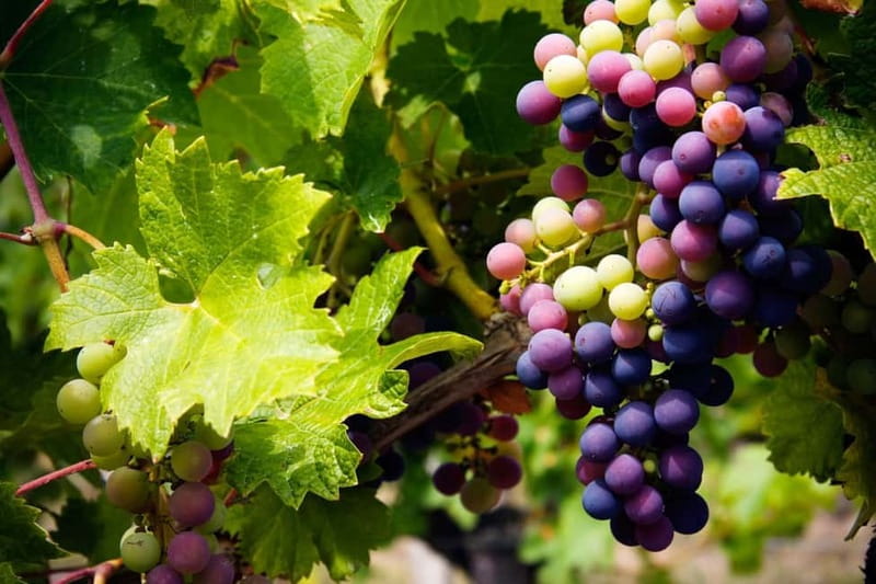 Cyprus: Troodos Mountain Wine Tour with a Local - Key Points at a Glance