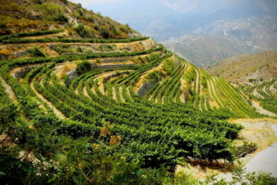 Troodos Mountain Wine Tour with a Local