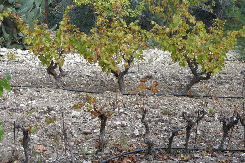 Cyprus: Troodos Mountain Wine Tour with a Local - A Proper Cypriot Meze Lunch