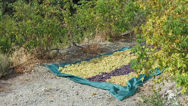 Cyprus: Troodos Mountains Villages and Wineries Tour - The drive into the Troodos Mountains