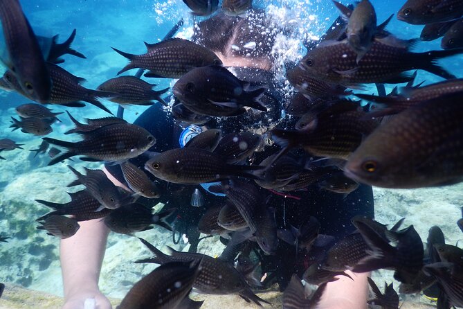 Discover Scuba Diving - Is $102.12 a fair price?