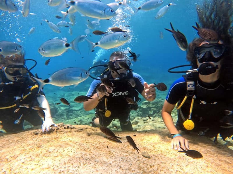 Discover Scuba Diving Experience - Fish Rock brings the marine life close