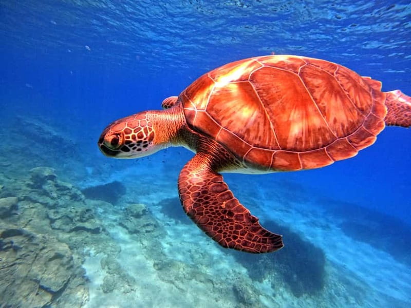 Discover Scuba Diving Experience - Ancient Greek statues below the surface