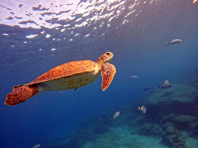 Discover Scuba Diving Experience - Who will enjoy this Green Bay experience most?