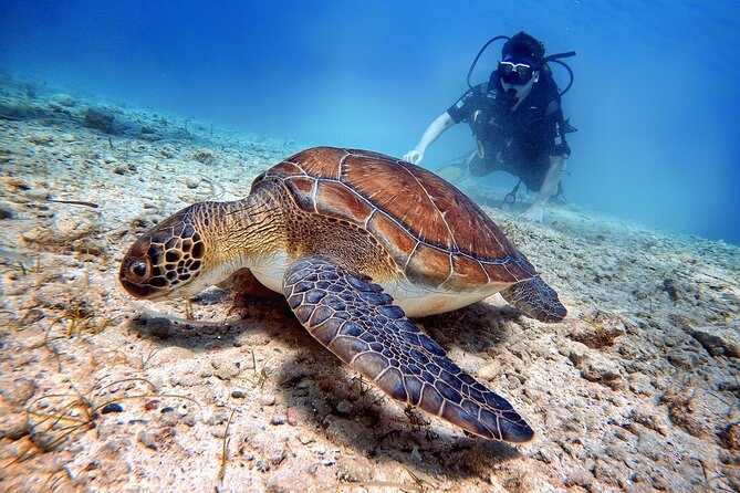 Discover Scuba Diving for Beginners - Green Bay makes a strong first underwater setting