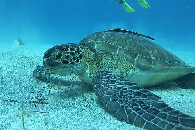 Discover SCUBA Diving with Pissouri Bay Divers - Key points at a glance
