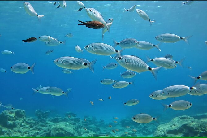 Discover SCUBA Diving with Pissouri Bay Divers - Why this Cyprus scuba session works for beginners