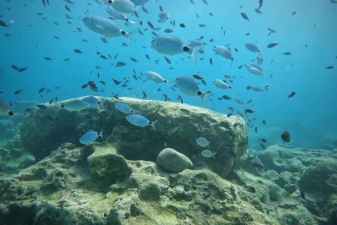 Discover SCUBA Diving with Pissouri Bay Divers - Up to an hour exploring Cyprus underwater