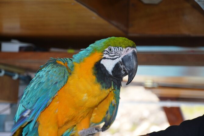 Discovery Sightseeing Boat Trip from Agia Napa - The crew, commentary, and Coco the parrot