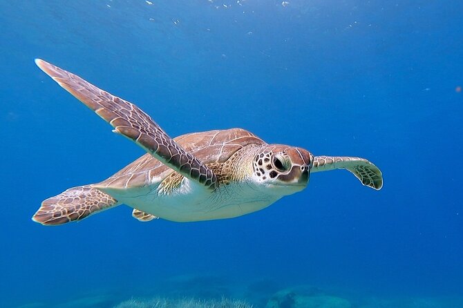 Diving for licensed divers - Key points at a glance