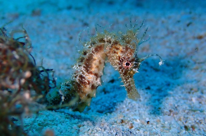 Diving for licensed divers - Safety and the guide-led approach