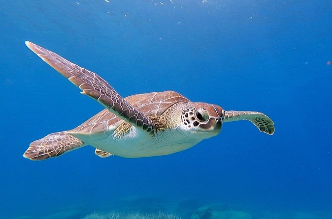 Diving for licensed divers - Pickup from your hotel and the Paralimni meeting point