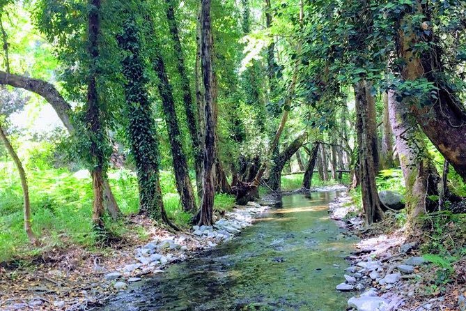 Explore Paphos forest with e-mountain bikes - What the $154.88 price gets you