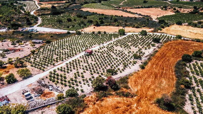From Paphos: Afternoon Tour to Agios Neophytos Monastery - Four hours, small groups, and the pace