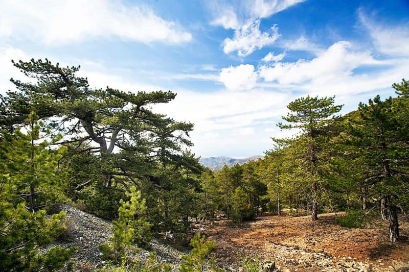 From Paphos: Caledonia Waterfalls Walking Tour with Lunch - The Kryos Potamos stream and the real difficulty of the hike