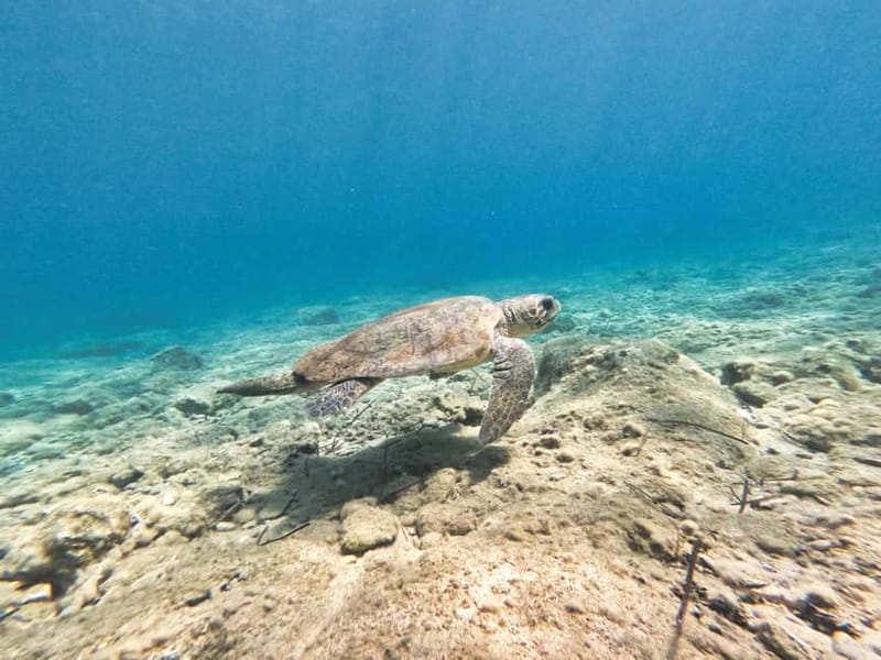 FROM PAPHOS: Snorkeling at the Marine Park (shore) - The best fit for families and first-time snorkelers