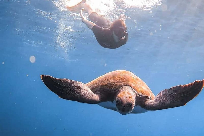 FROM PAPHOS: Snorkeling at the Marine Park (shore) - Meeting the PADI guide at Cydive
