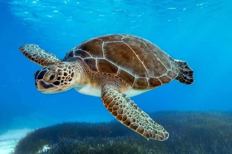 From Protaras: Cruise to Blue Lagoon, Turtle Cove & Sea Cave - Famagusta views and the story of a divided coast