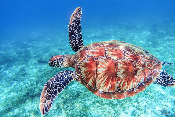 From Protaras: Turtle Cove & Blue Lagoon Cruise - What the boat adds to the experience