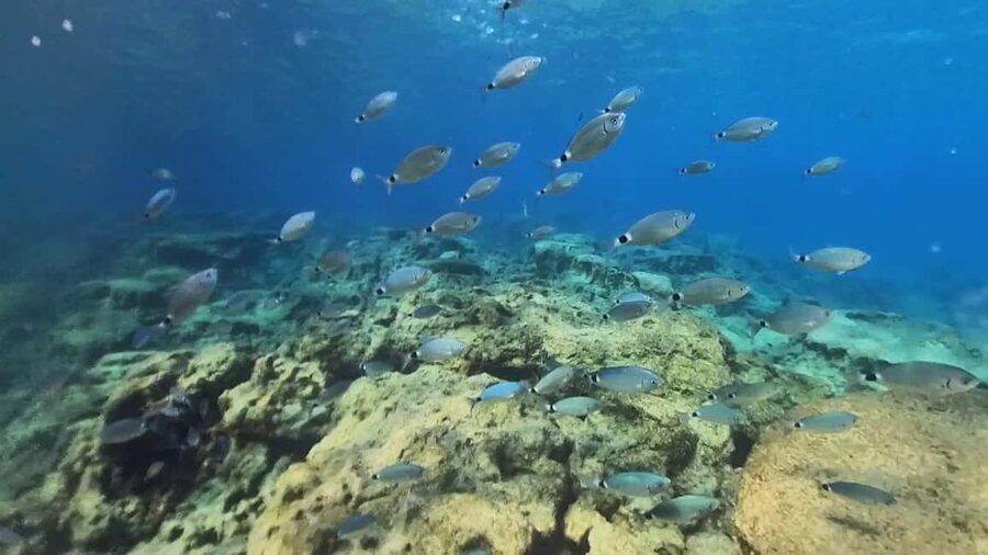 Green Bay Cyprus - Scuba diving - Guided Dive or Try Dive - A simple way to prepare