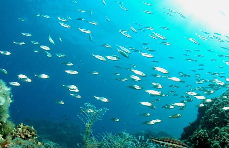Green Bay Cyprus - Scuba diving - Guided Dive or Try Dive - What happens during the 150-minute outing