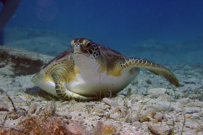 Guided snorkeling trip to the turtles in Protaras - What the afternoon is really about