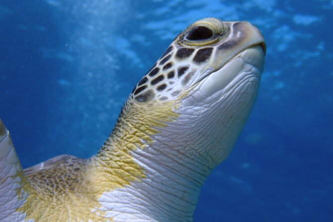 Guided snorkeling trip to the turtles in Protaras - Green Bay Beach and the search for turtles