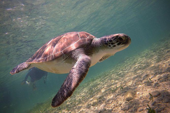 Half-Day Scuba Diving Tour - Discover Scuba Diving! - A calm first step into scuba