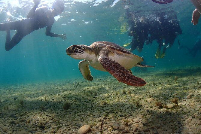 Half-Day Scuba Diving Tour - Discover Scuba Diving! - The instructors make the difference