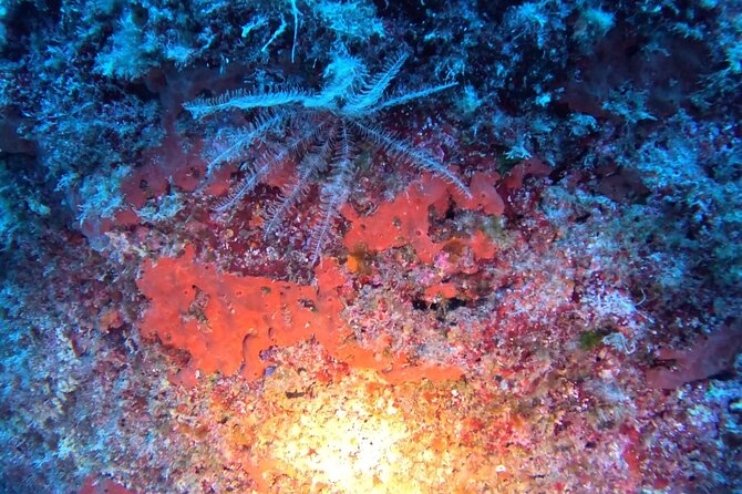Jubilee Shoals guided boat dives - Two underwater sessions from Barbossa