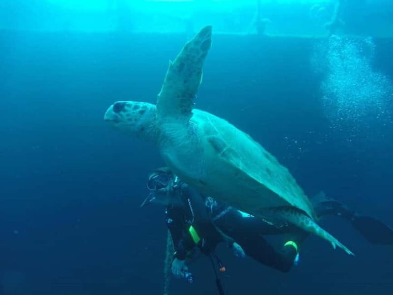 Larnaca: Private Zenobia Beginners Divers - Why the private format matters
