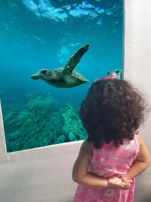 Larnaca: Yellow Submarine Swim Cruise with Unlimited Drinks - The underwater cabin and marine life