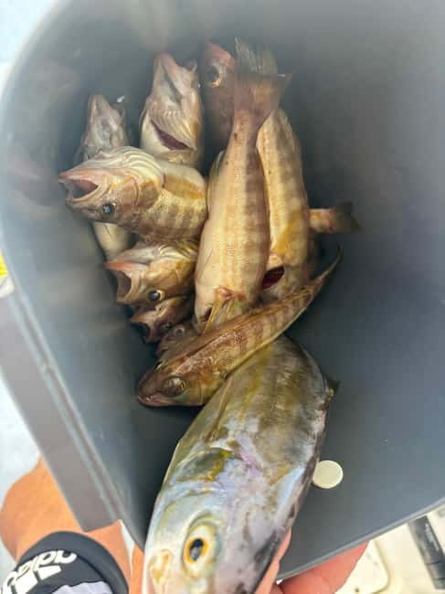 Limassol: Snorkeling trip in Limassol - How this compares with snorkeling independently
