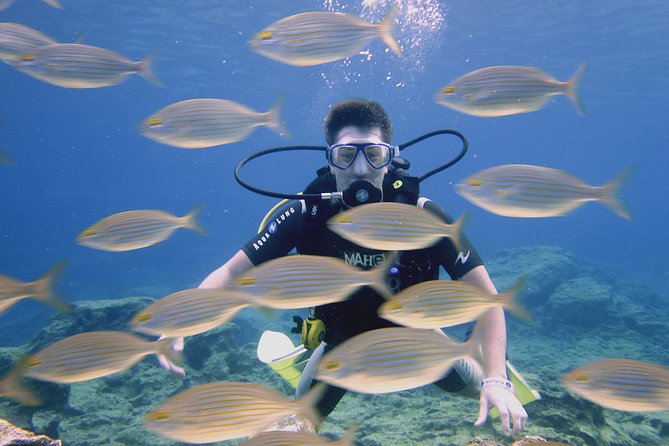 Local Guided Dives (for certified/licensed divers) - A small-group start at Poseidon Dive Centre