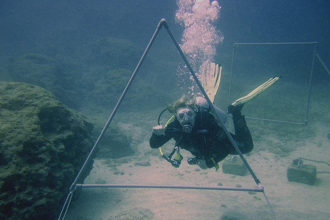 Local Guided Dives (for certified/licensed divers) - Choosing one or two underwater outings