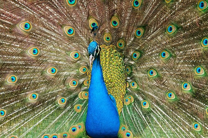 Pafos Zoo Ticket - A relaxed half-day at Pafos Zoo