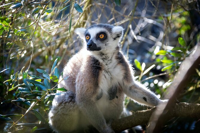 Pafos Zoo Ticket - The animal collection: birds, mammals, and mixed impressions