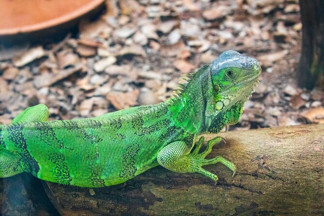 Pafos Zoo Ticket - Four hours is enough, but the walking matters