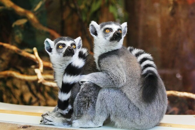 Pafos Zoo Ticket - Is the $22.28 ticket good value?